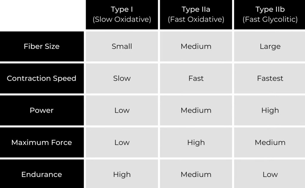 Use the 3 Muscle Fiber Types To Optimize Your&nbsp;Training!