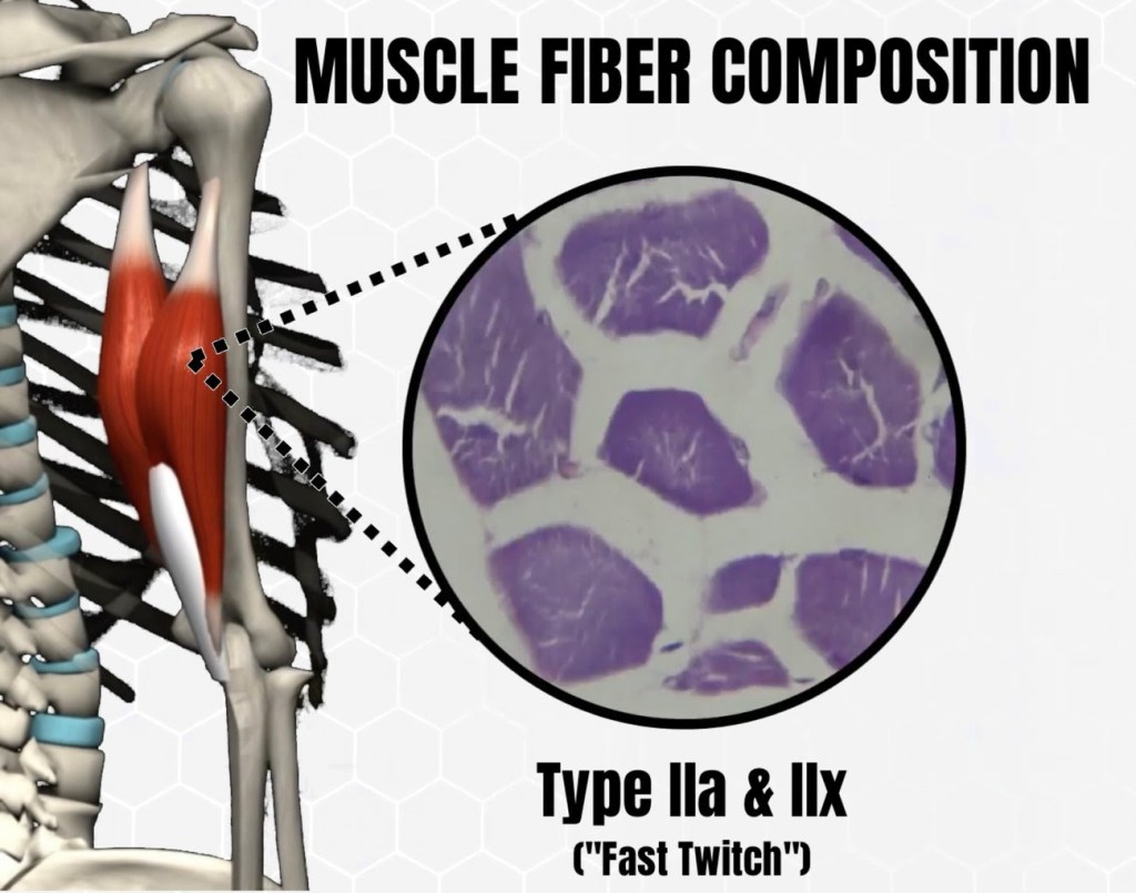 Ideal Training Volumes Are Muscle-Specific!
