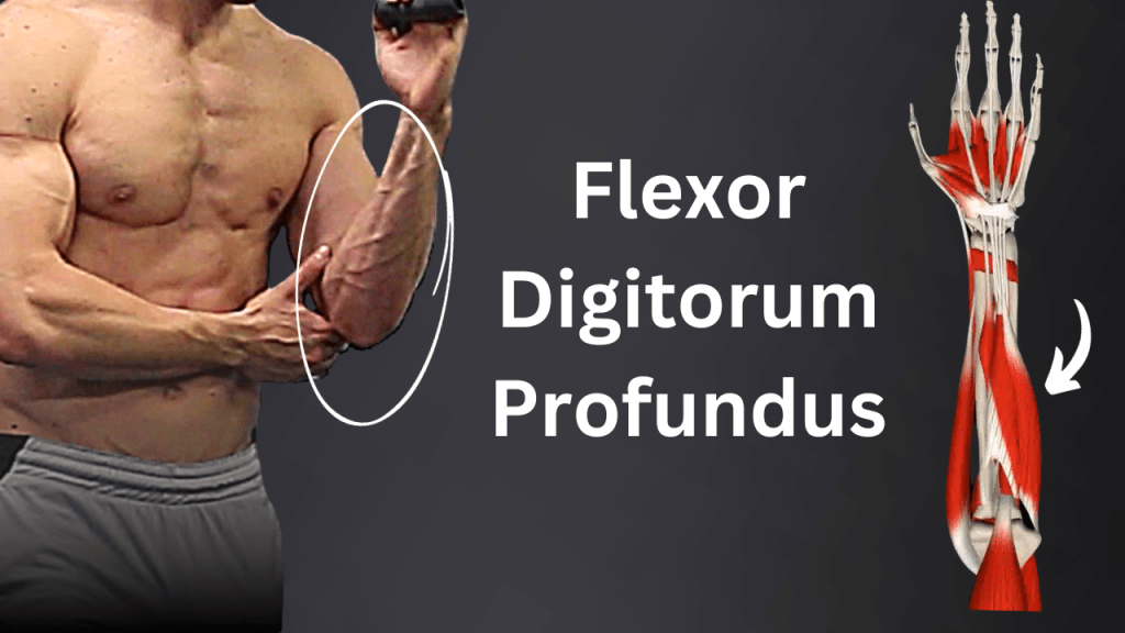 Underrated & Underworked Muscle #3:Flexor Digitorum&nbsp;Profundus!