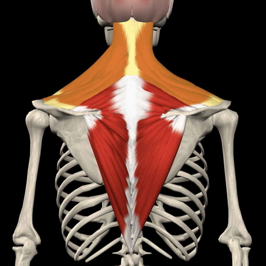 Muscle Fiber Type-Specific Training: The Upper&nbsp;Traps!