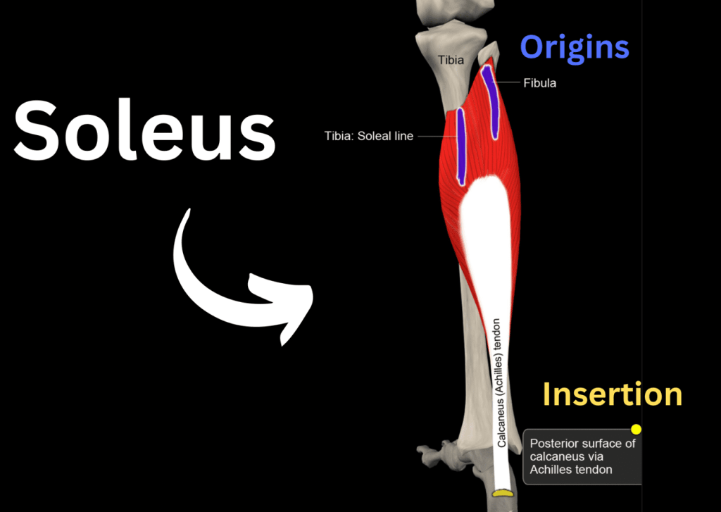 Muscle Fiber Type-Specific Training: The&nbsp;Soleus!