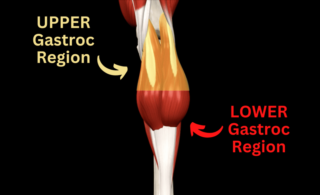 Muscle Fiber Type-Specific Training: The Gastrocnemius (Bottom AND Top)!Muscle Fiber Type-Specific Training: 