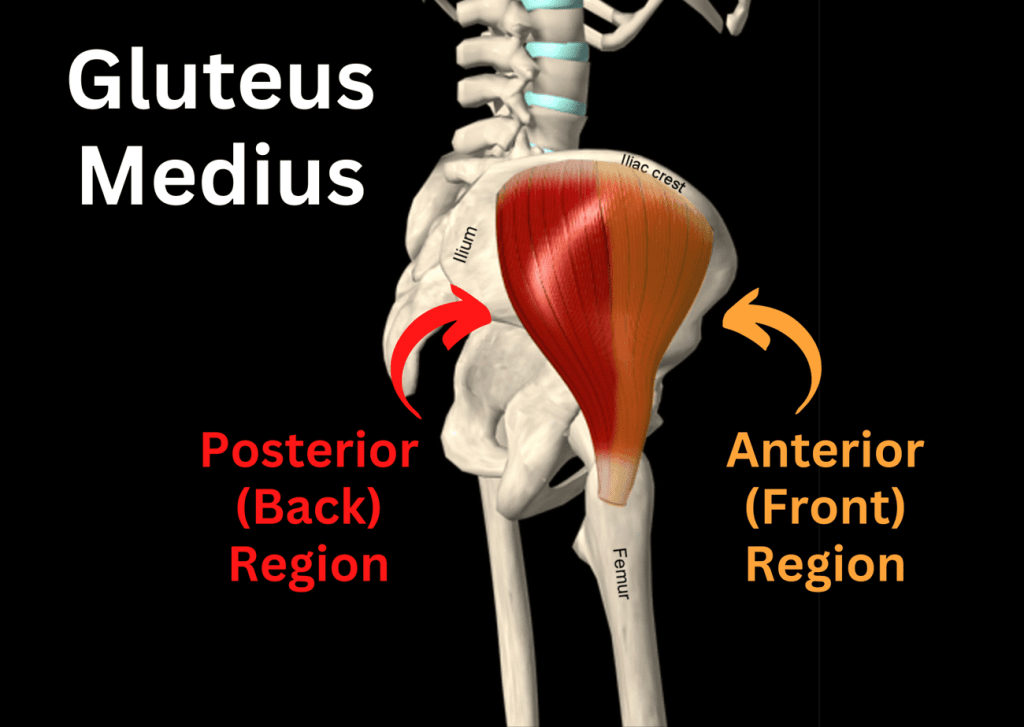 Underrated & Underworked Muscle #8: Gluteus&nbsp;Medius!