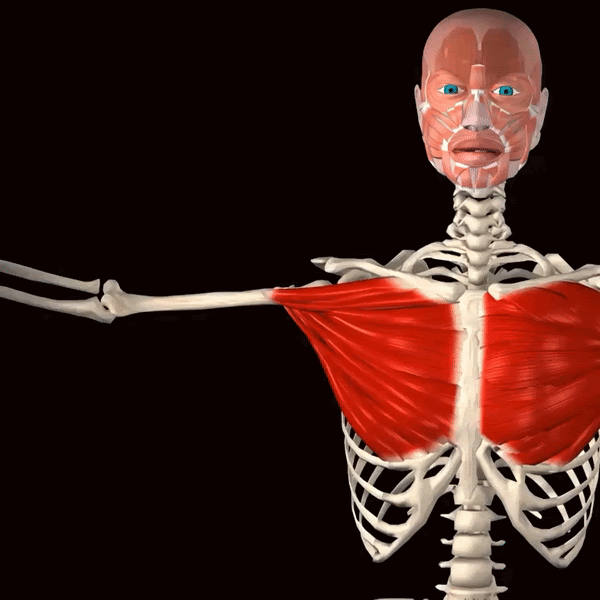 Use This New Technique To Build Your “Inner” Chest!(Yes, It IS&nbsp;Possible)