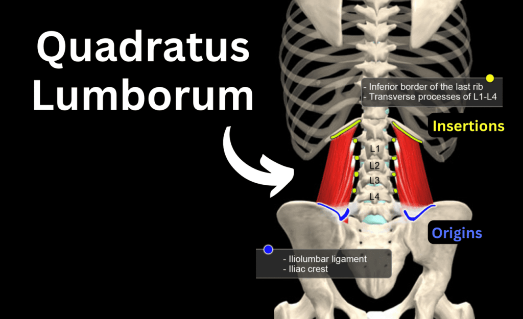 Underrated & Underworked Muscle #10: Quadratus Lumborum! (“QL”)