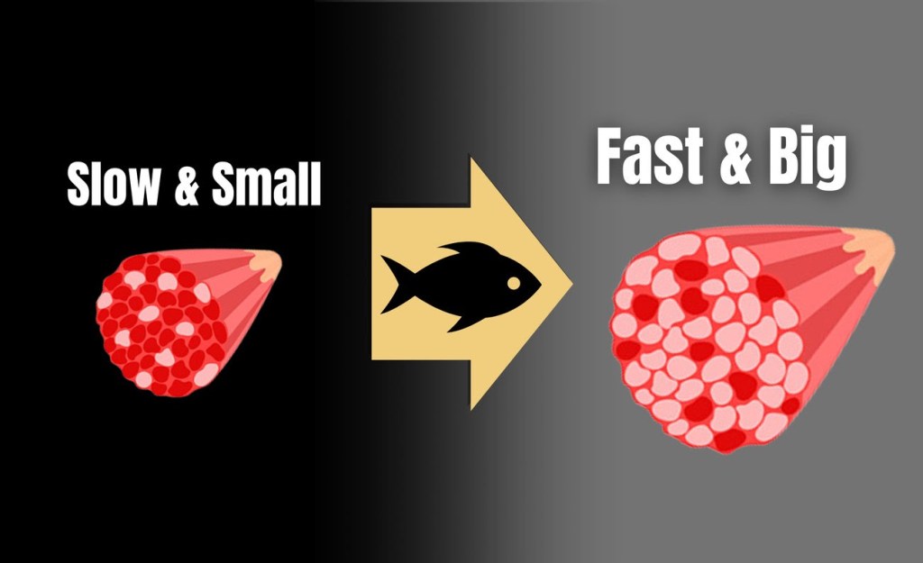 The Food Item that Triggers Fast-Twitch Hypertrophy & Conversion! (&&nbsp;More)